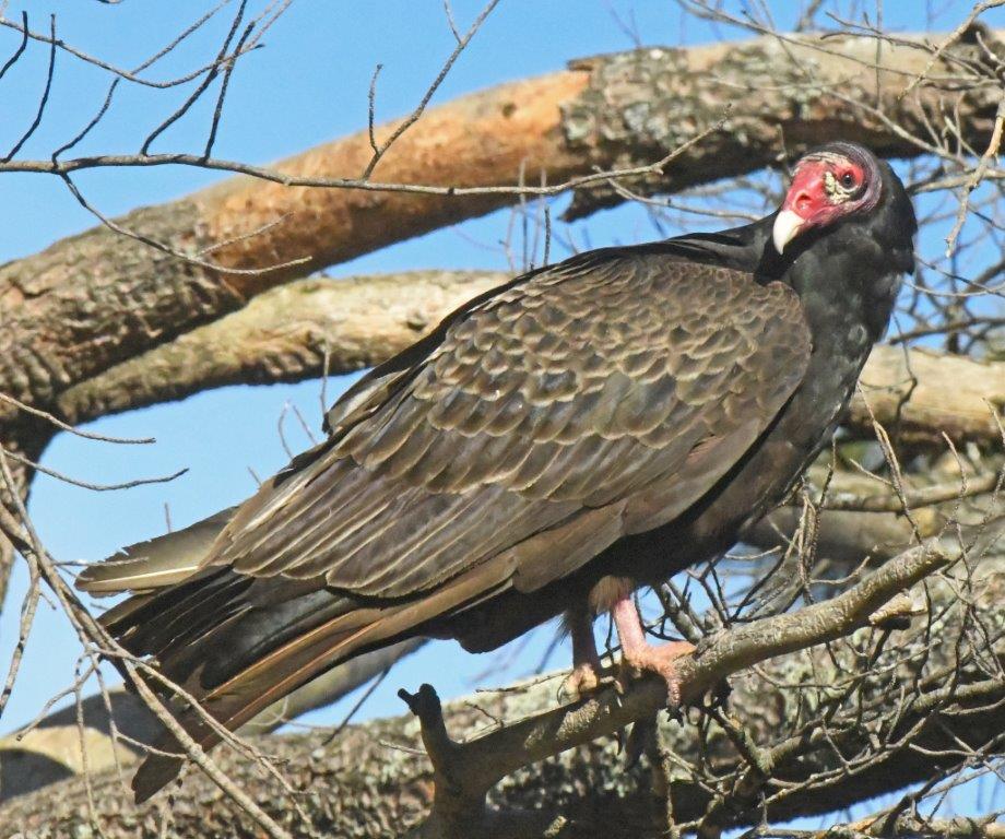 Turkey Vulture