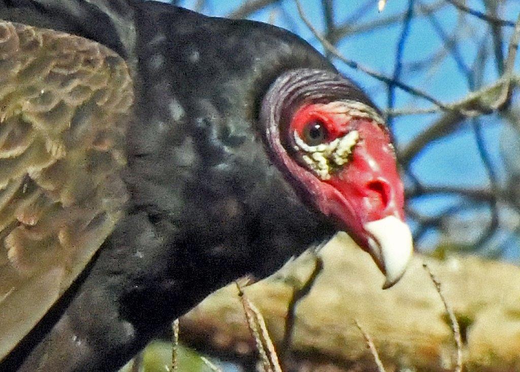 Turkey Vulture
