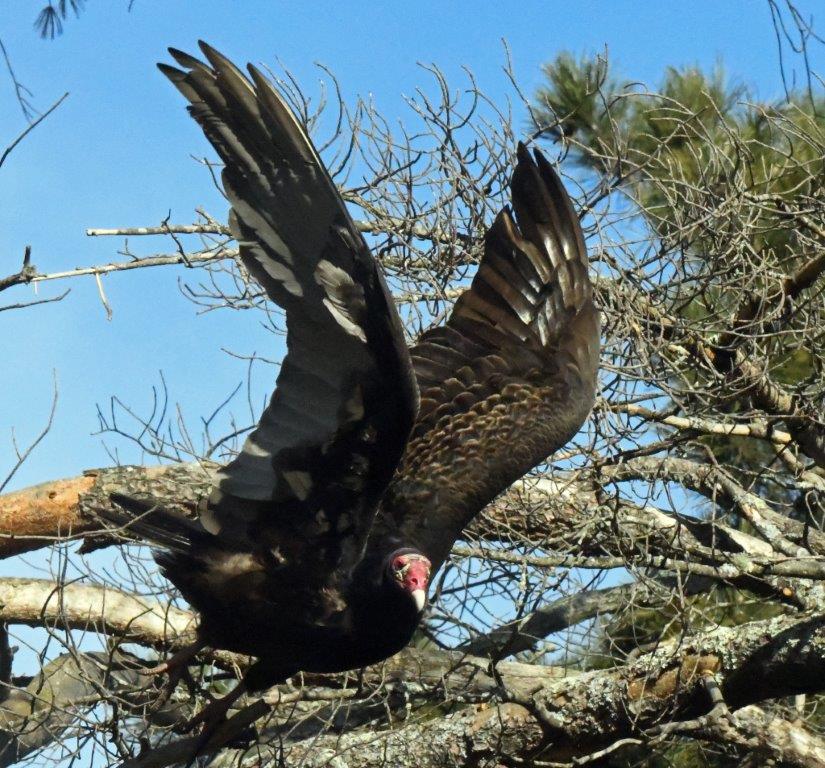 Turkey Vulture