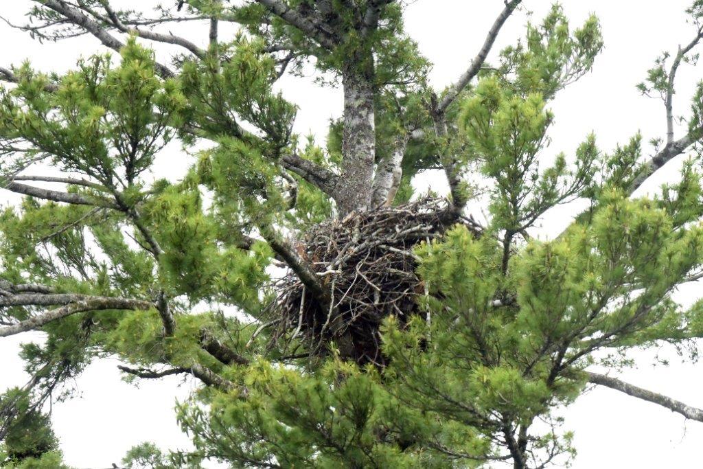 Bald eagle nest holding 2 young