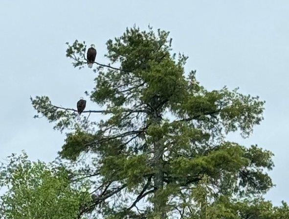 Bald eagle pair