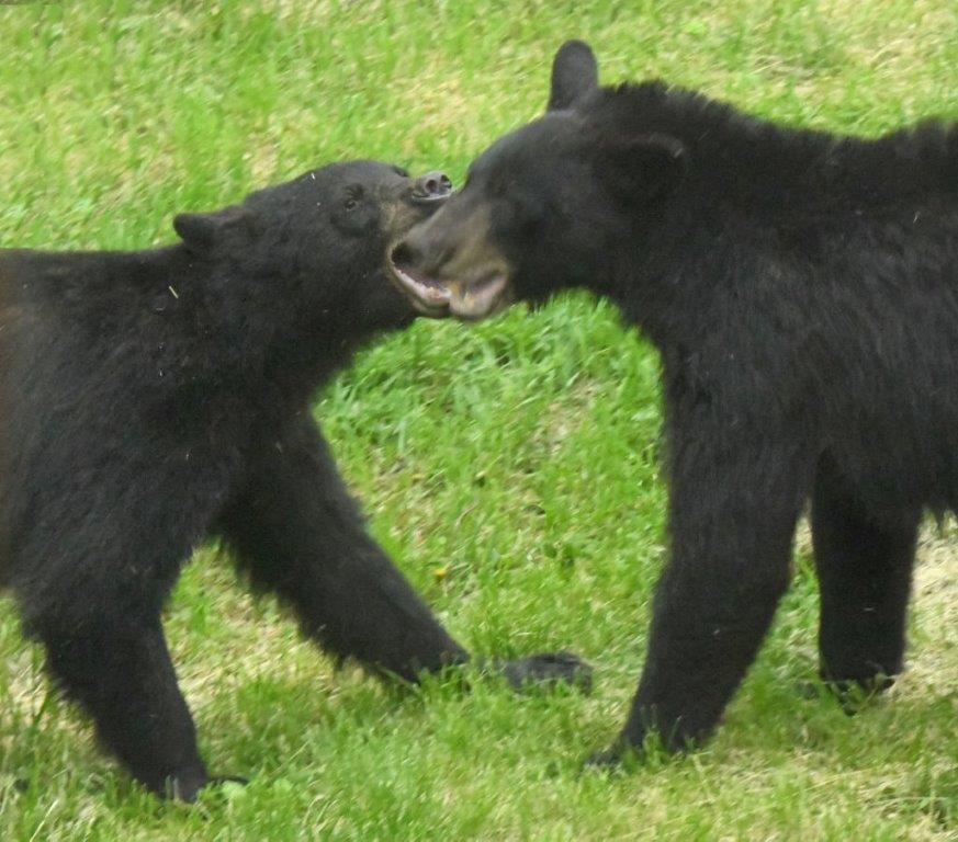 Juveniles play fighting