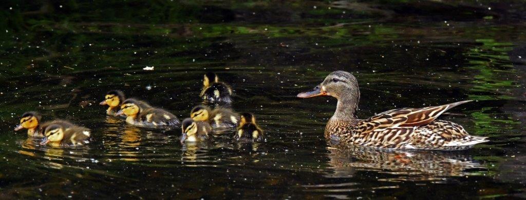 Mallard w/8 ducklings