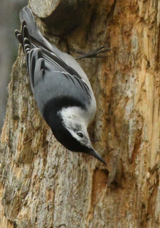 White-breasted nuthatch
