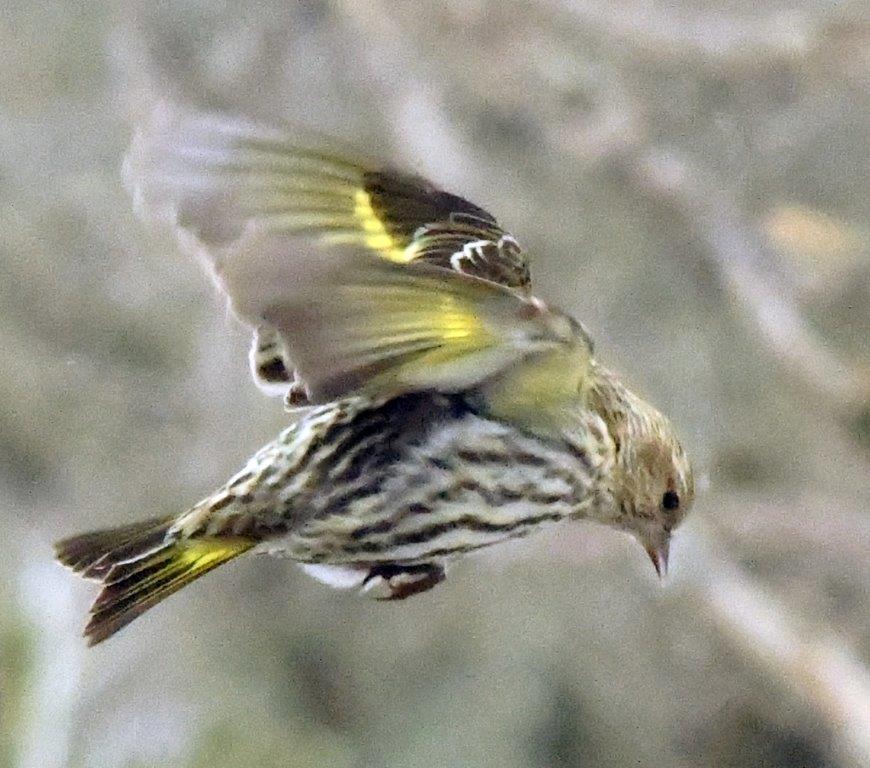 20250307 Pine siskin 1