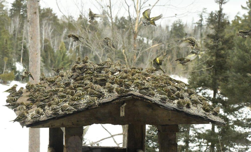 Pine siskins 