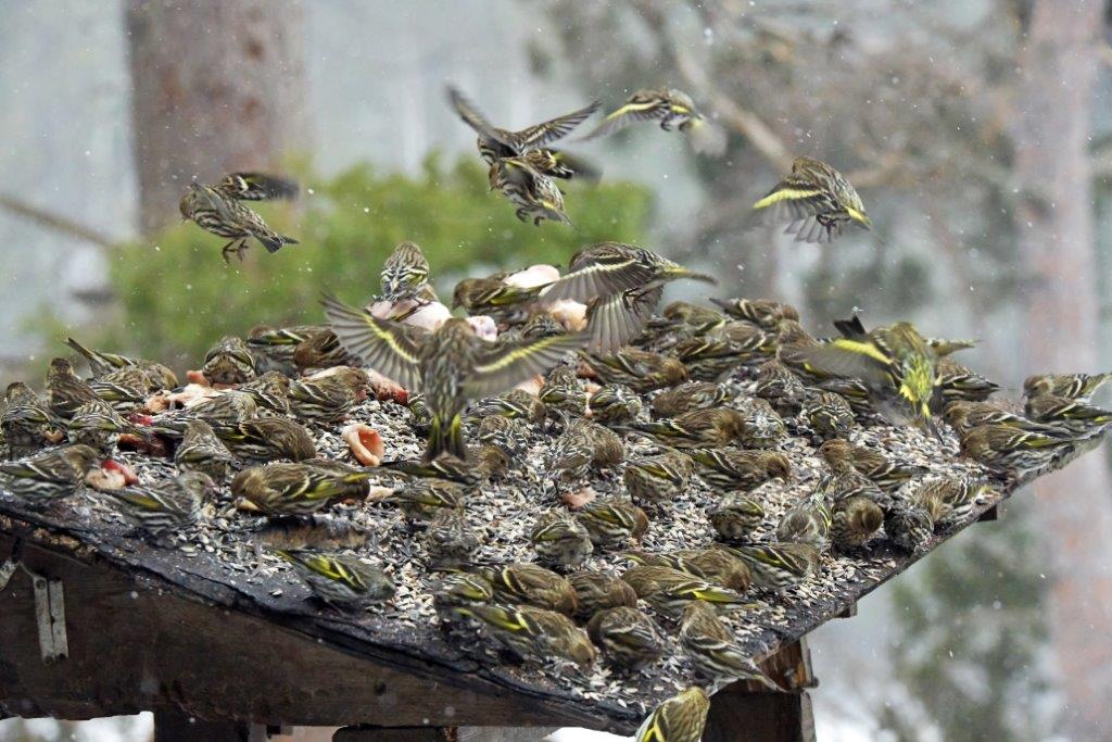 Pine siskins
