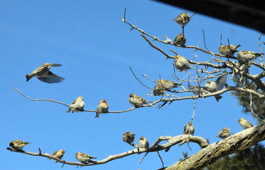 Pine siskins in branches
