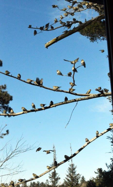 Siskins in branches