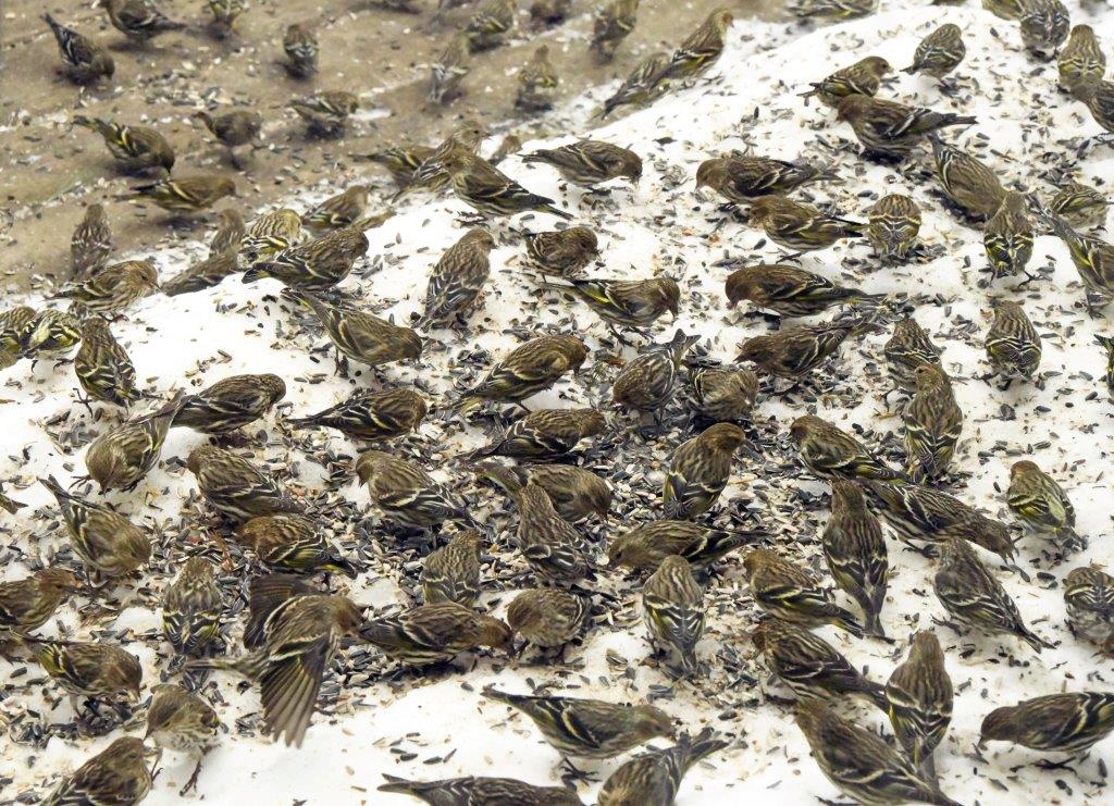 Pine siskins on deck