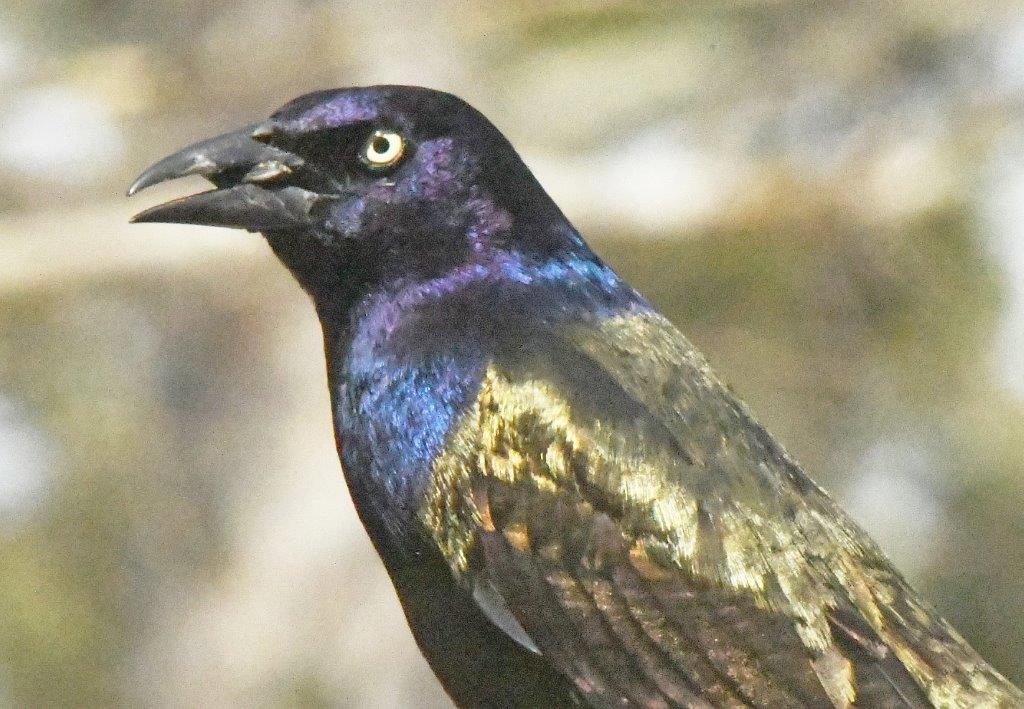 Bronzed Grackle