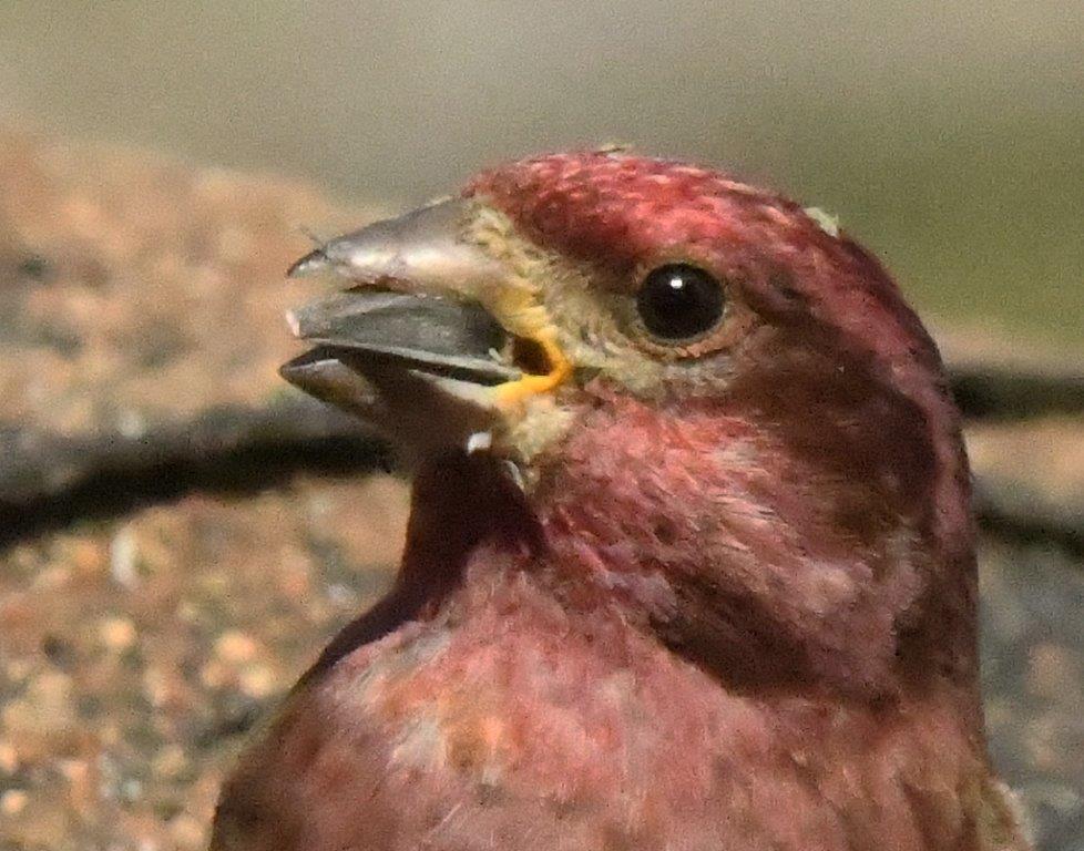 Purple finch male