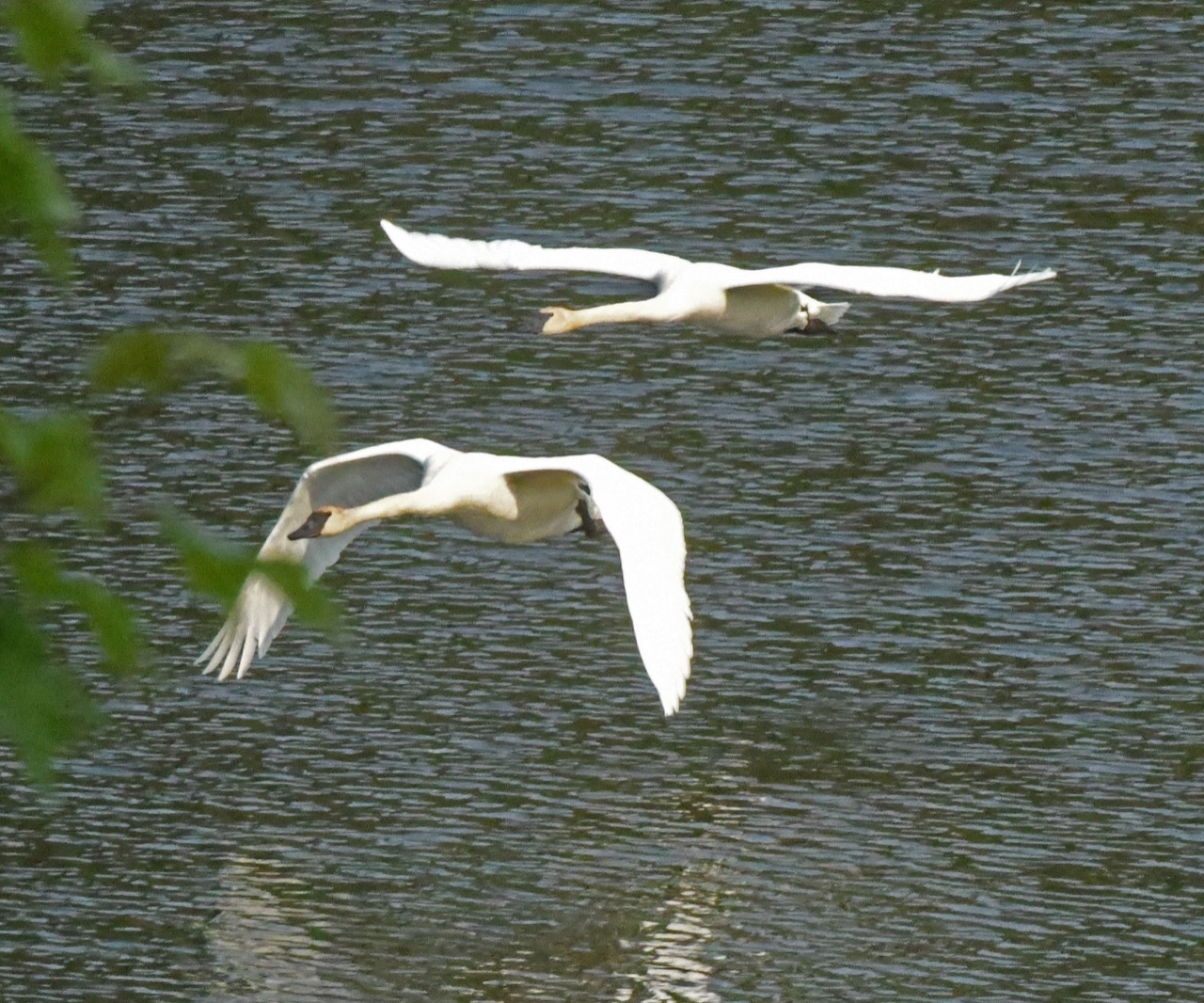 Trumpeter Swans flying