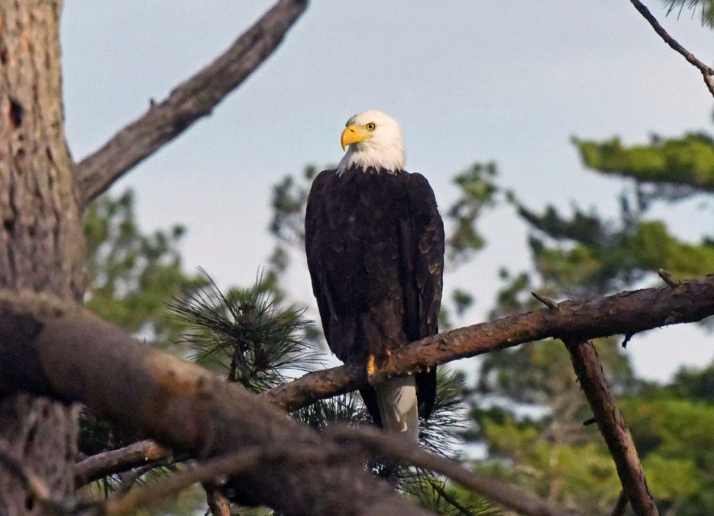 Bald Eagle