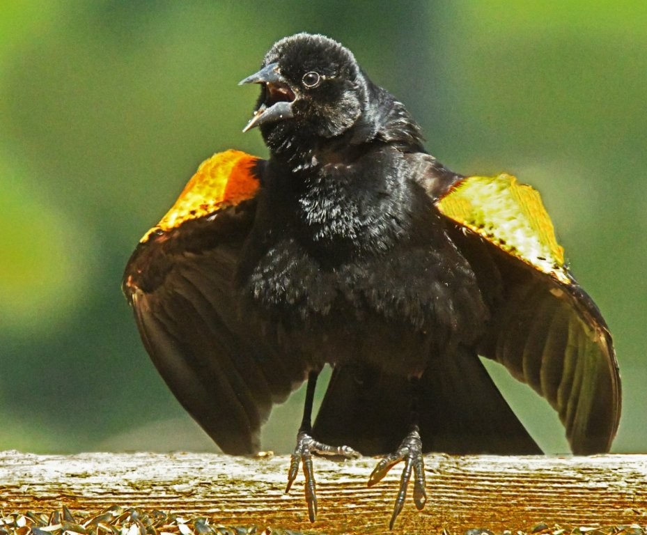 Red winged blackbird