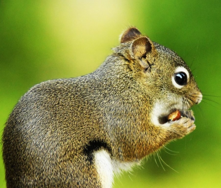 Red Squirrel