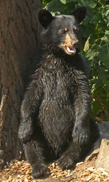Cub sitting