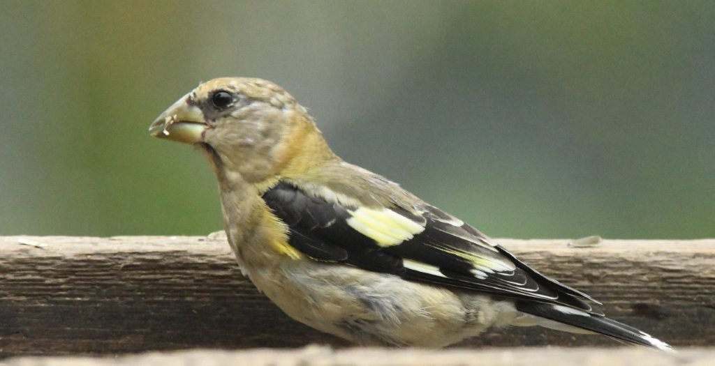 Evening Grosbeak Juvenile
