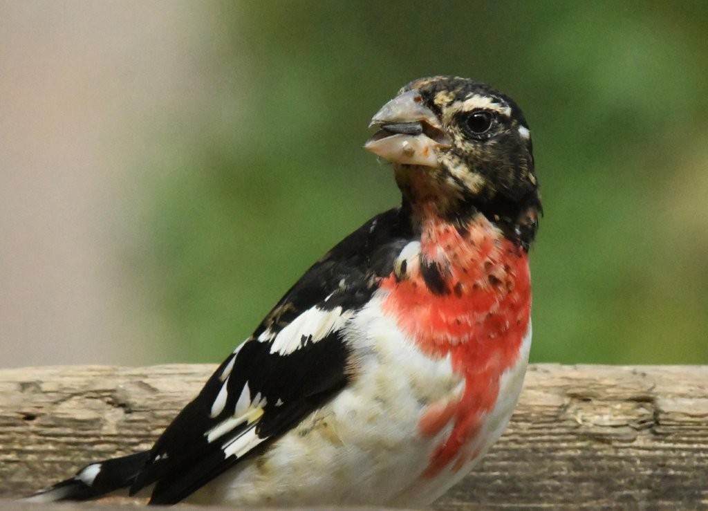 Rose-breasted Grosbeak