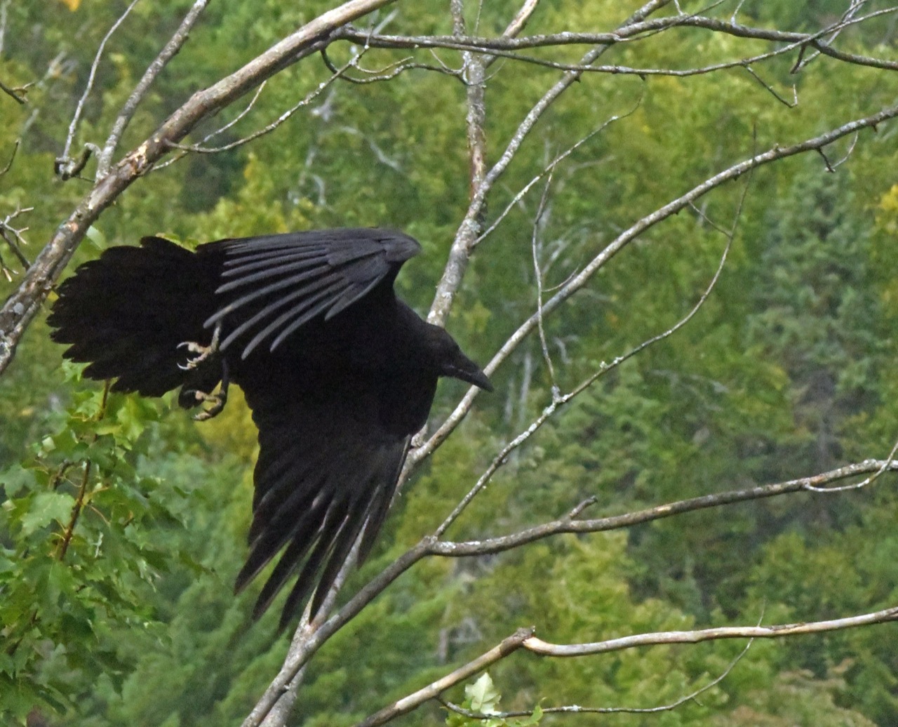 Raven flying
