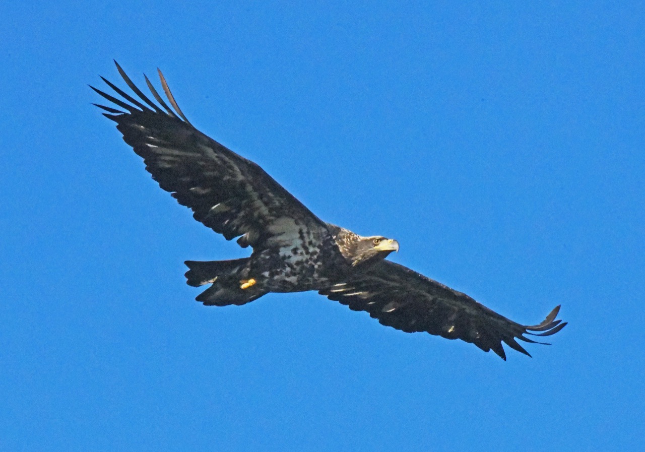 Bald Eagle 2-3 year