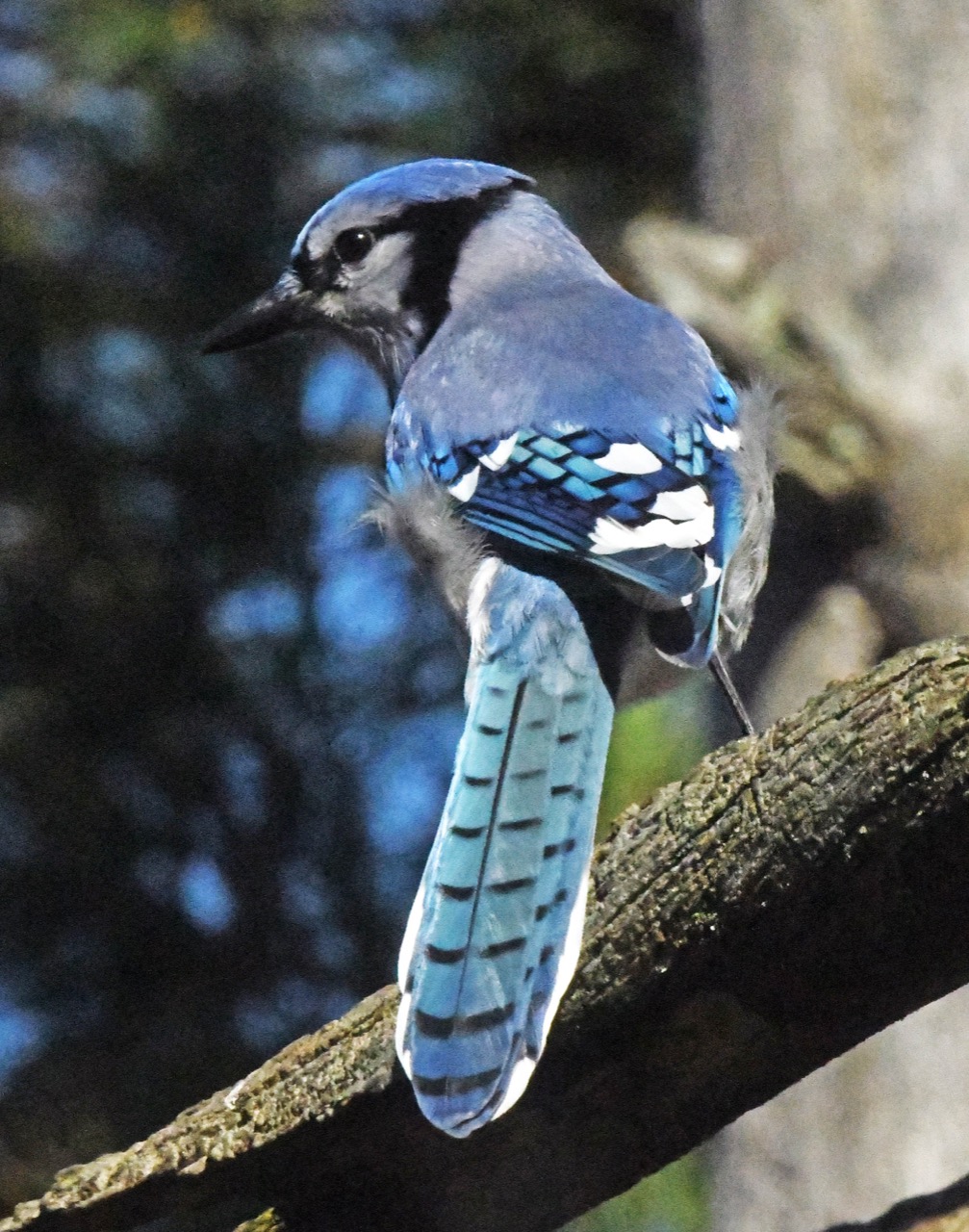 Blue Jay