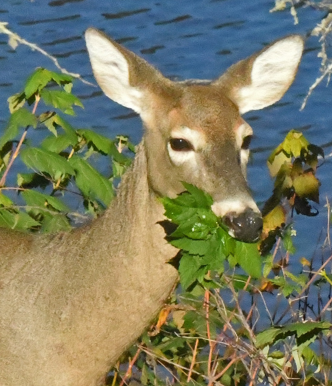 Deer eating red maple