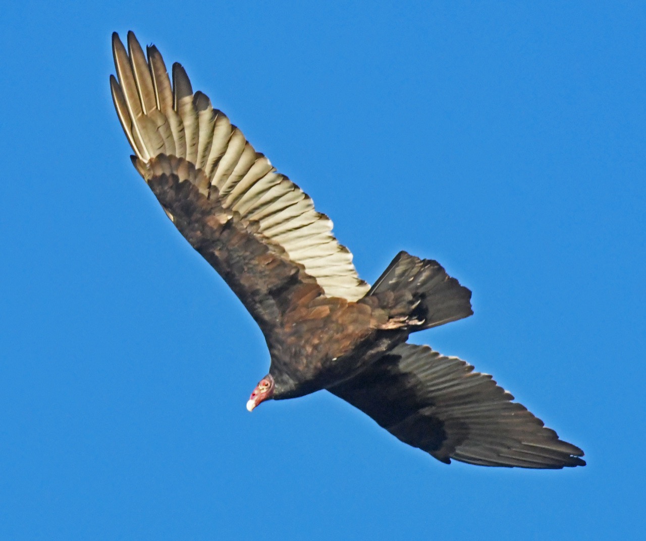 Turkey vulture