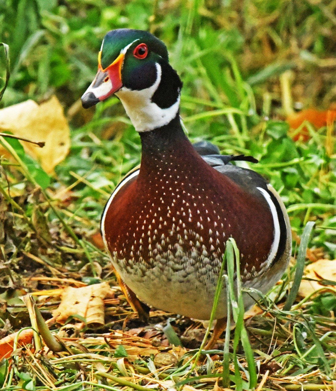 Wood duck male from 2022