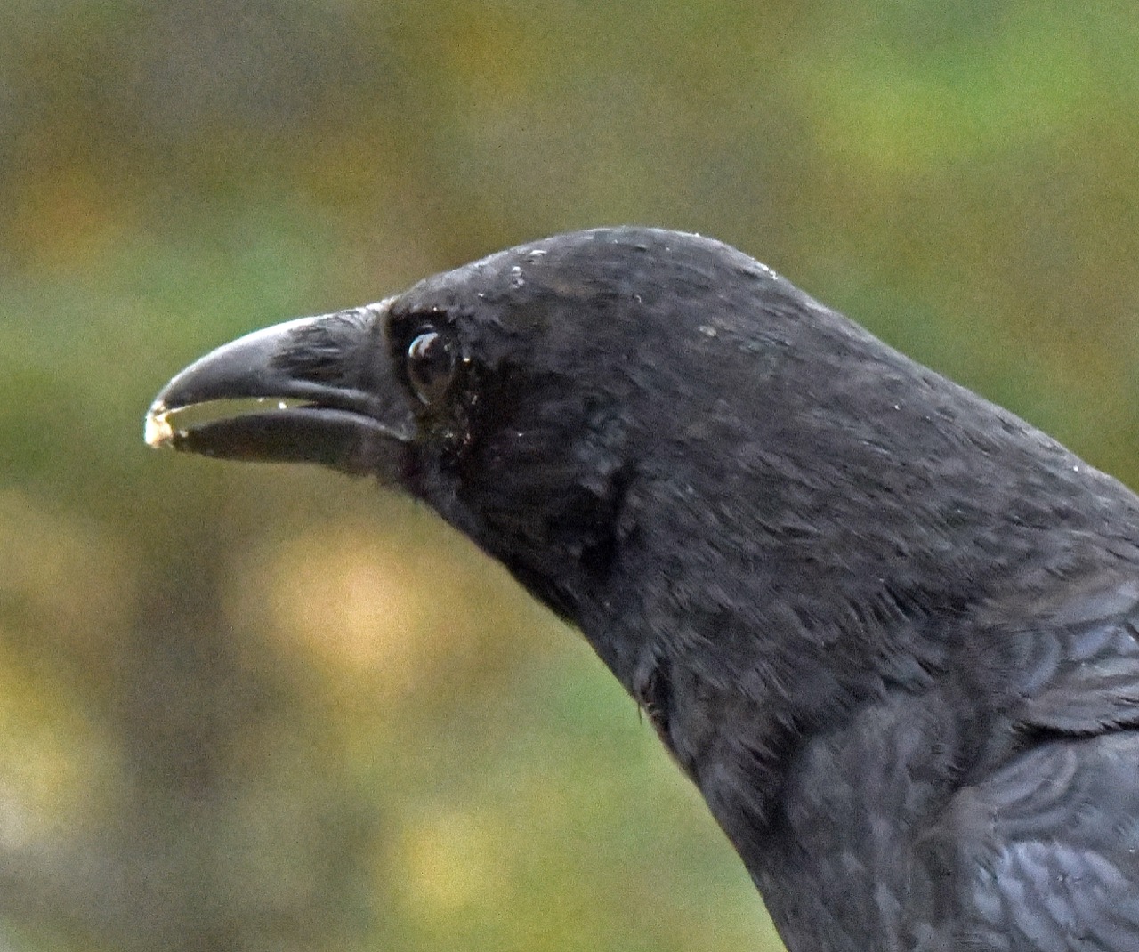 Crow with crushed sunflower seed