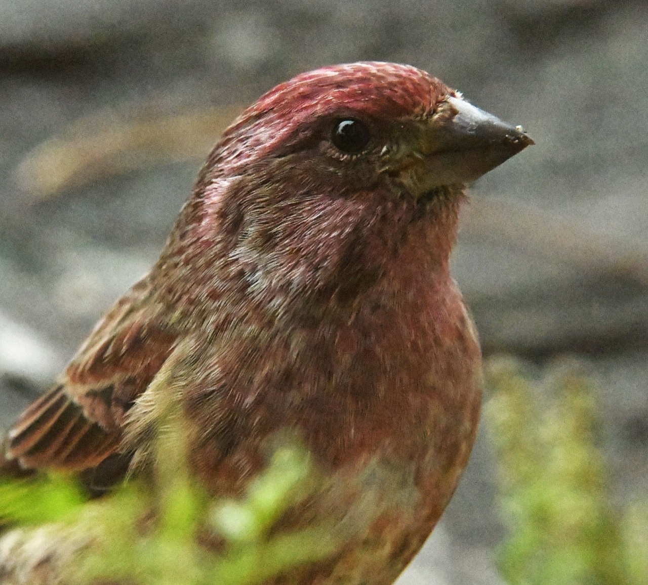Purple male finch