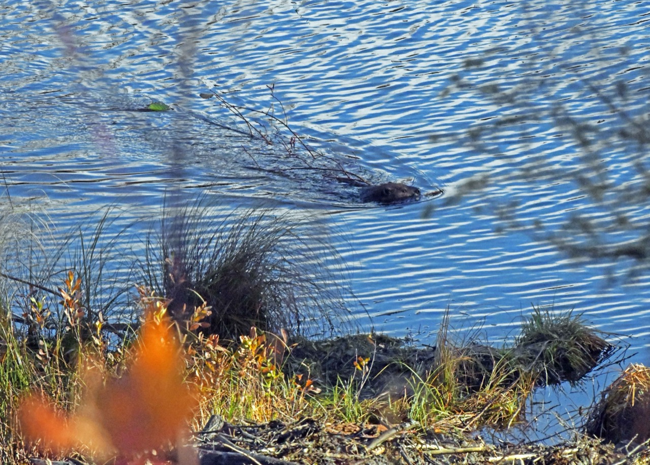 Beaver w/branch