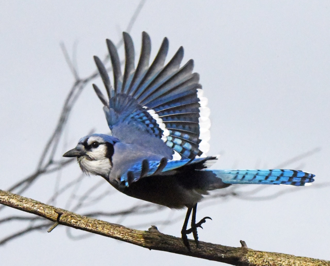 Blue Jay
