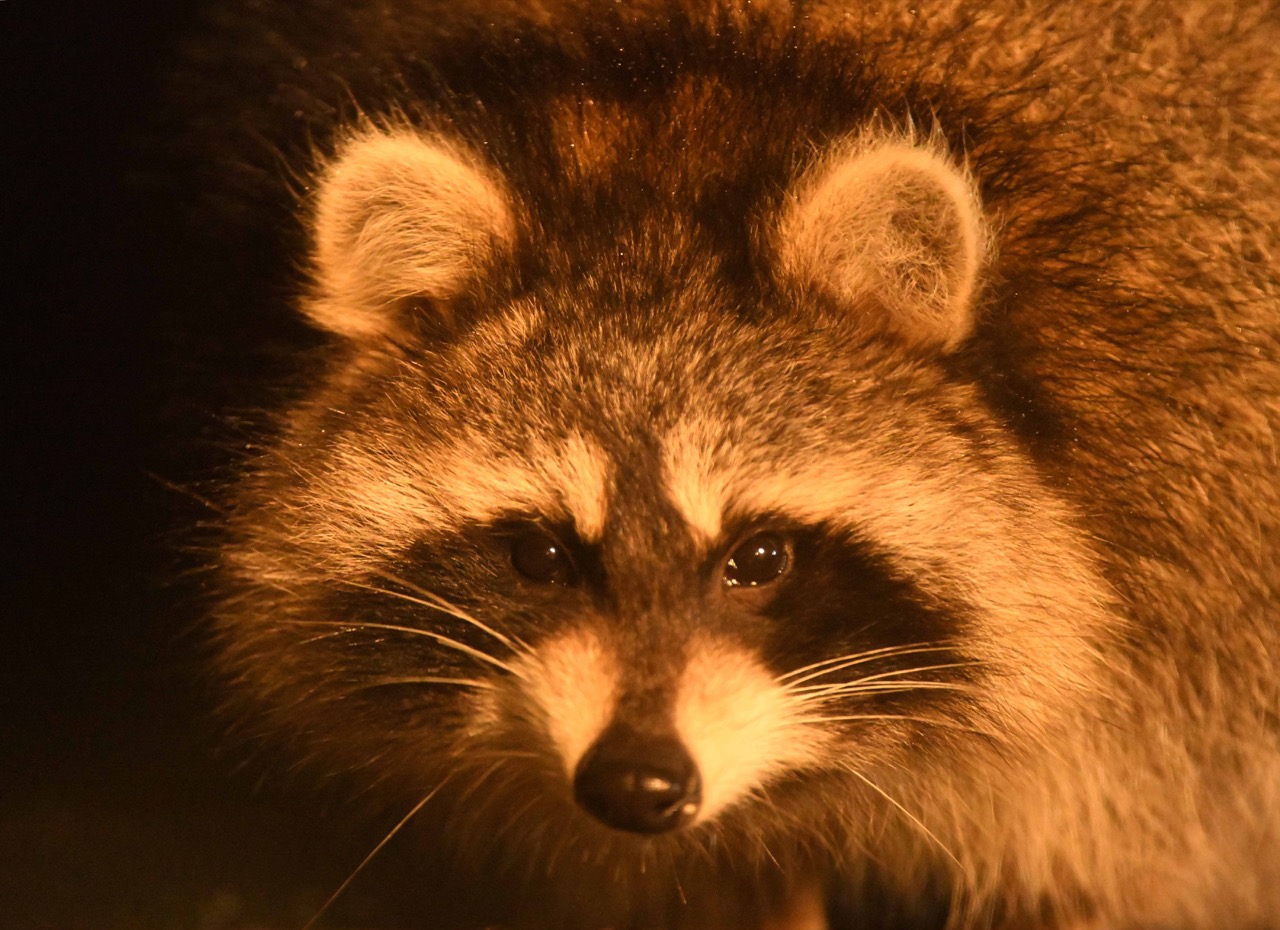 Raccoon