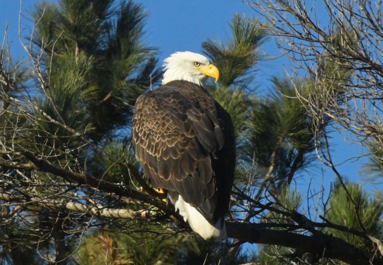 Bald Eagle