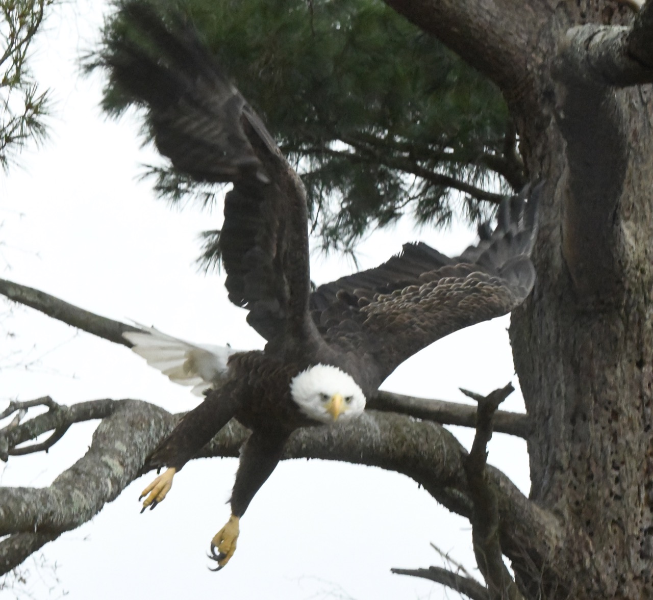Bald eagle female