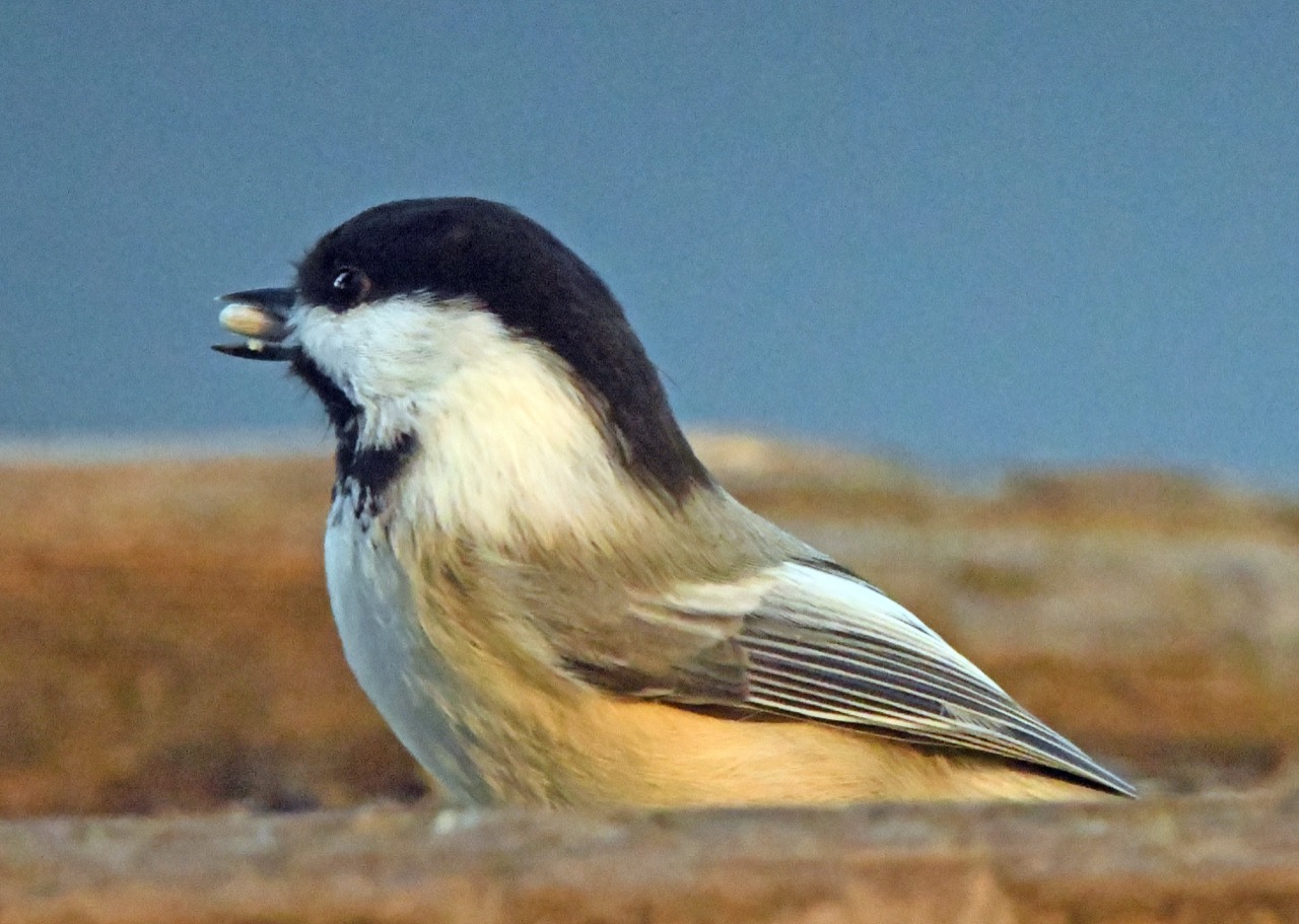 Chickadee