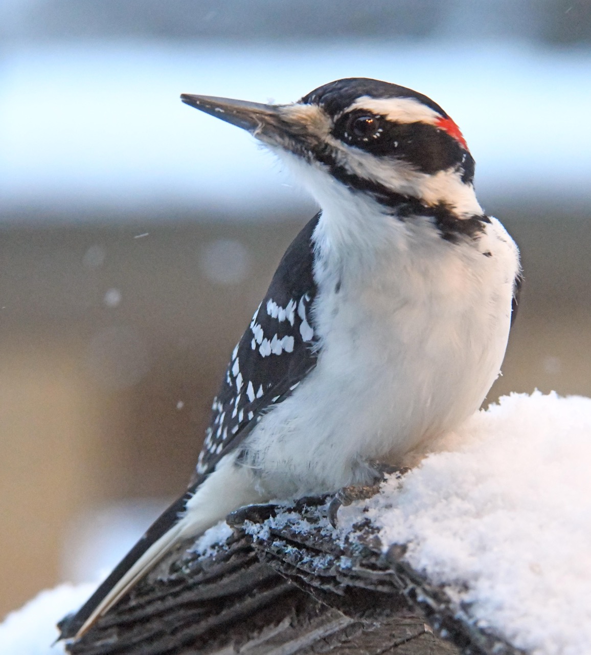 Hairy Woodpecker male