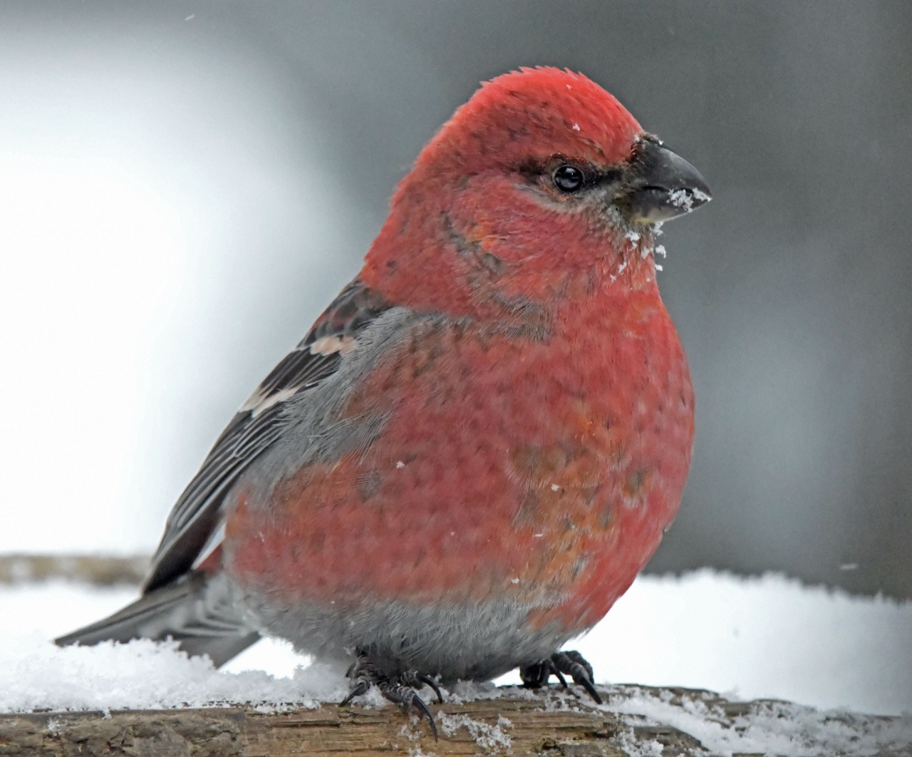 Pine Grosbeak male