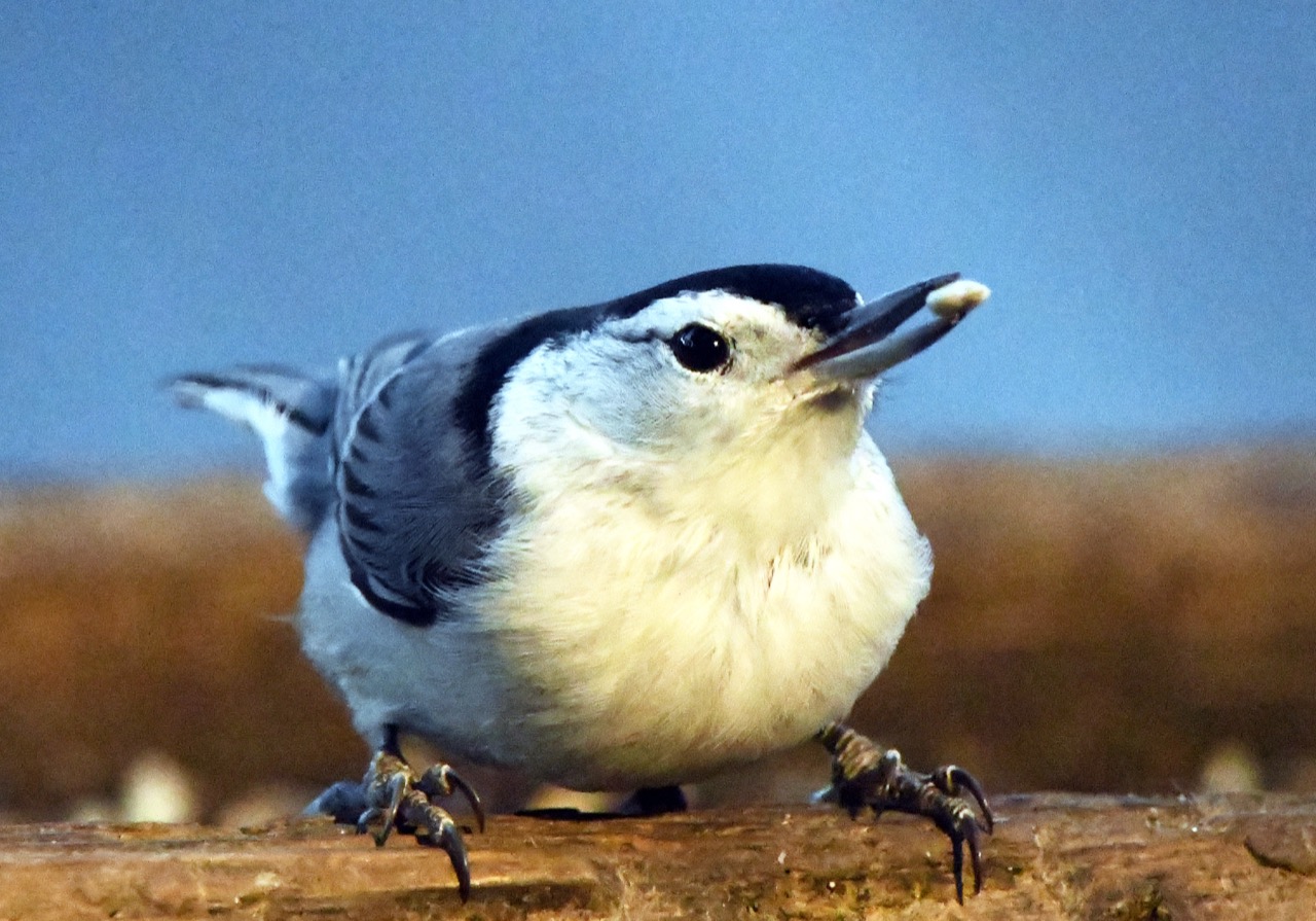 20251128 White breasted Nuthatch male