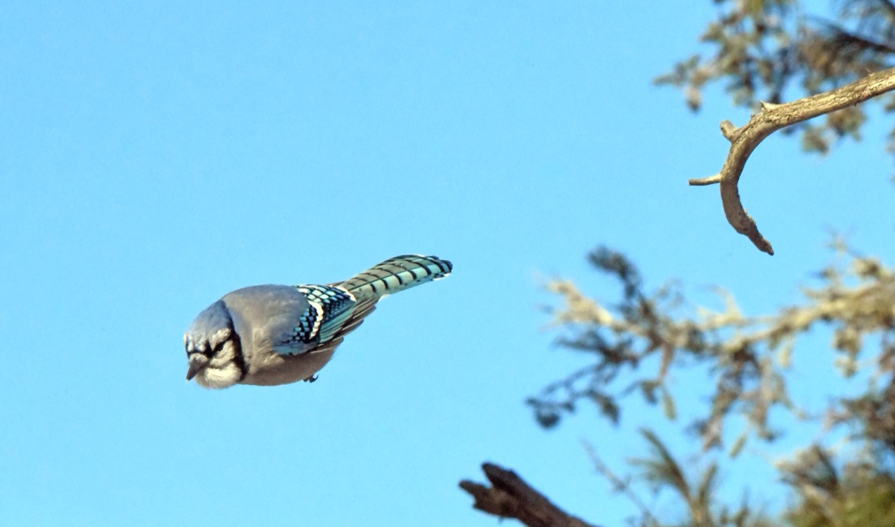 Blue jay diving