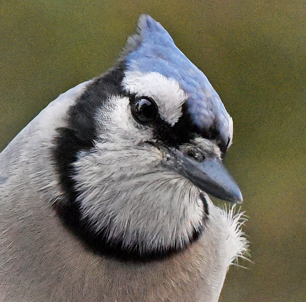 Blue jay tilt