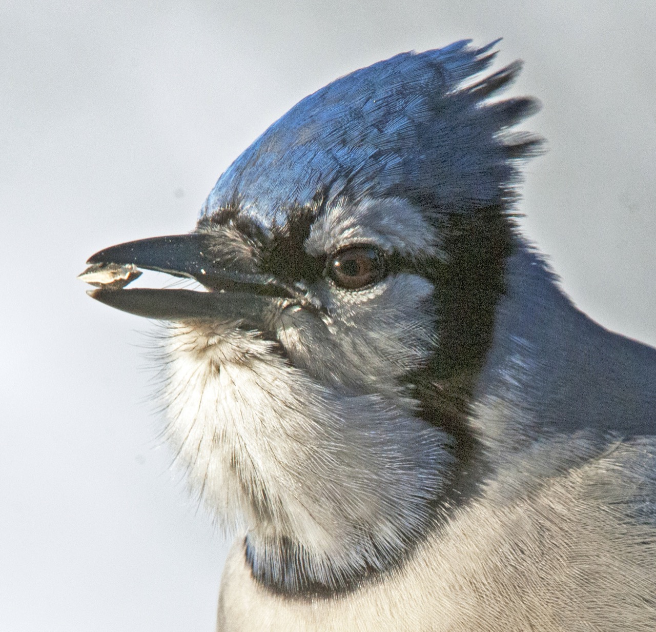 Blue jay w seed