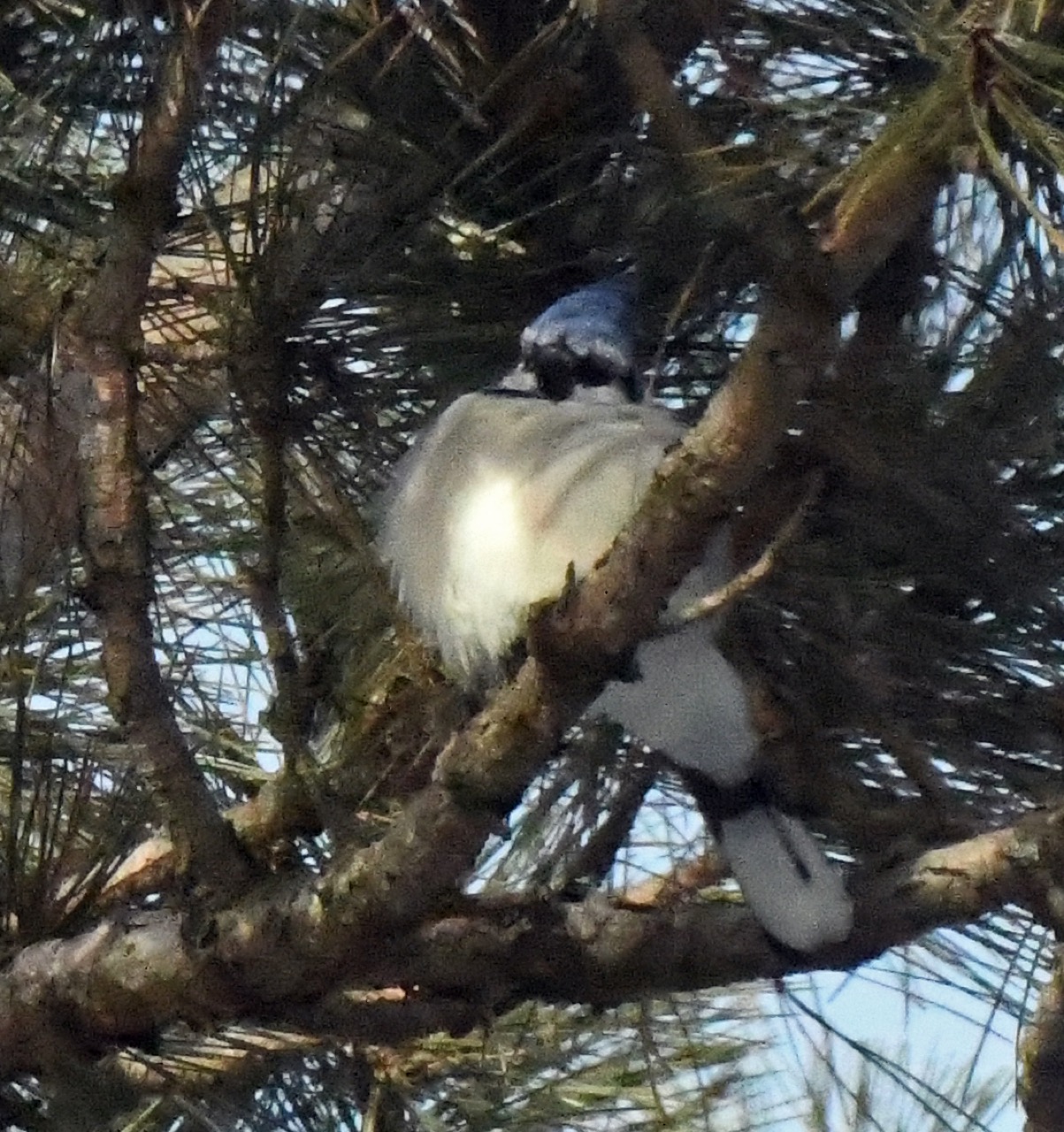 Blue Jay puffed up