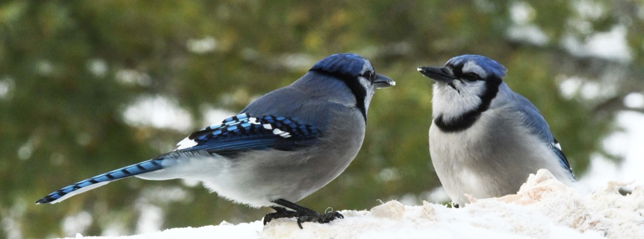 Blue Jays w/beef fat