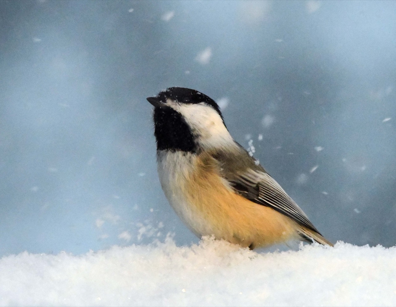 Chickadee in snow
