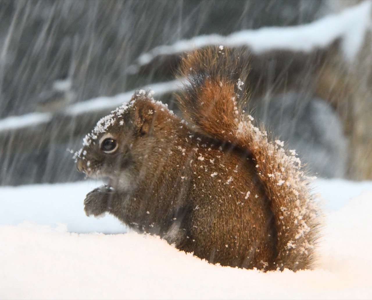 Red squirrel in snowstorm