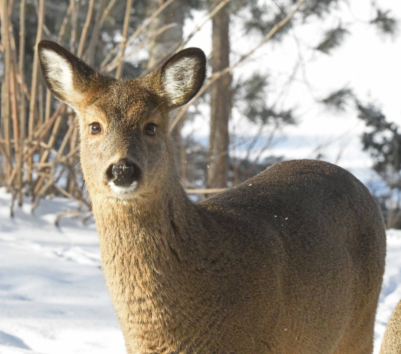 Deer, calm and peaceful