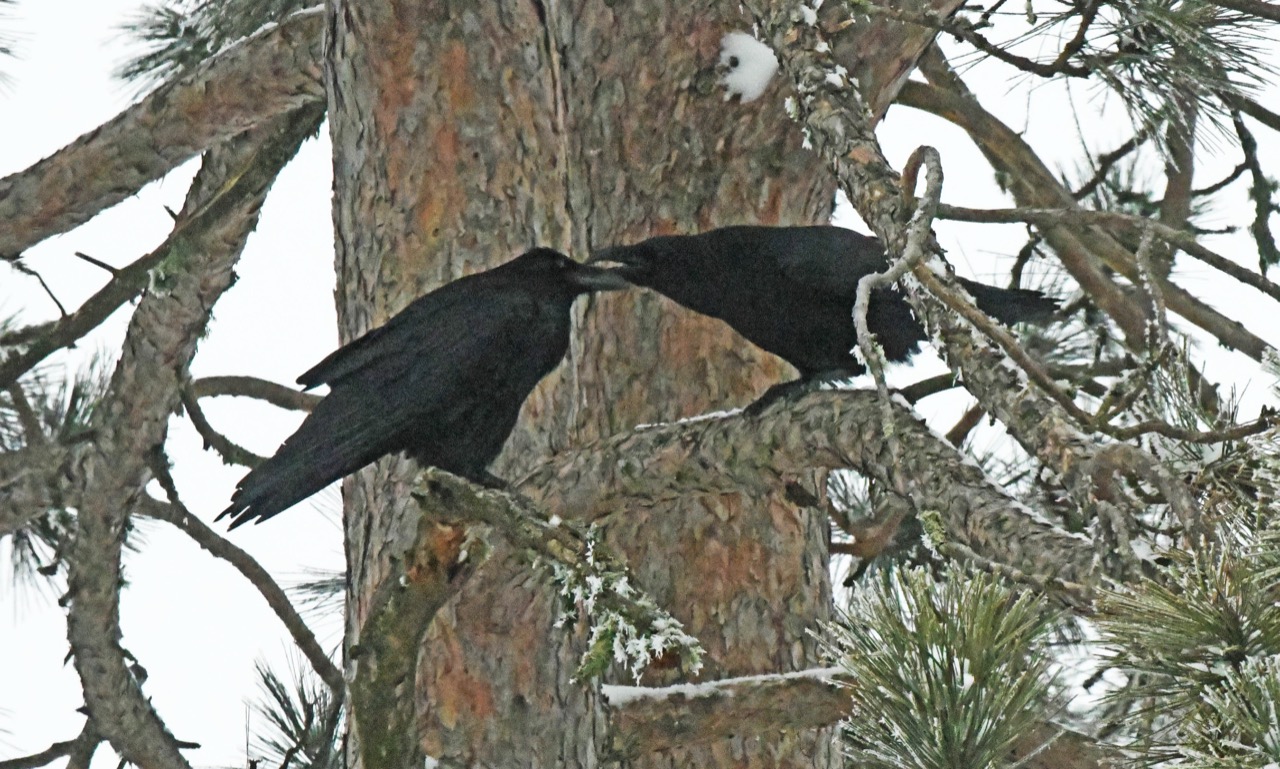 Raven pair