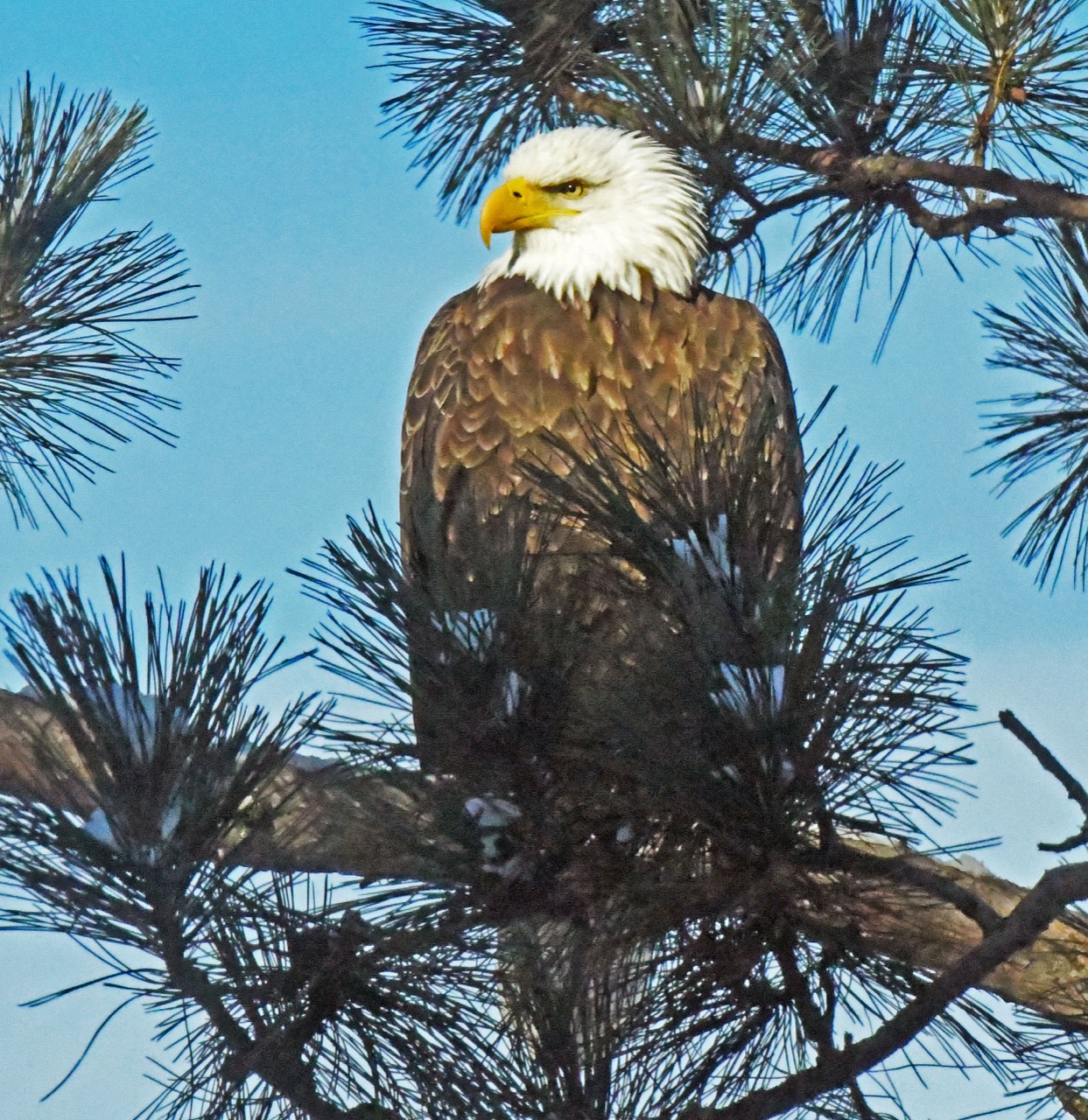 Bald Eagle